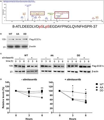 Phosphorylation of Endothelin-Converting Enzyme-1c at Serines 18 and 20 by CK2 Promotes Aggressiveness Traits in Colorectal Cancer Cells